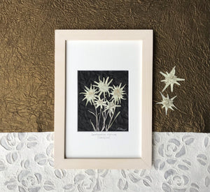Real pressed Edelweiss flower bouquet framed artwork handmade by Pressed Wishes. 