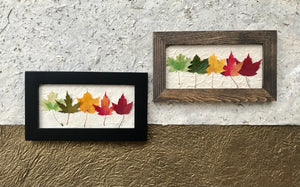 Mini Rainbow Maple 6x10 Picture - Real Pressed Maple Leaves made by Pressed Wishes - Black and Walnut
