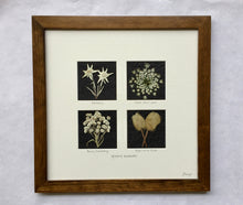 Perfect Wedding Gift! pressed mountain wildflowers with brown frame