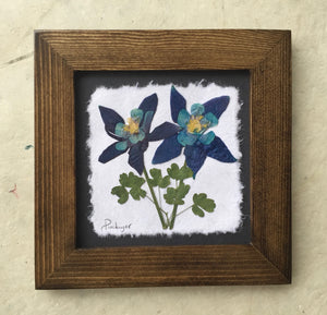 Dried Flowers; artisan made pressed columbine on handmade paper_walnut frame