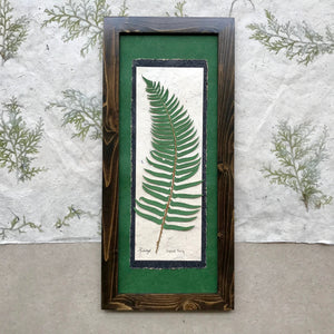 dried ferns; real dried fern framed artwork; ferns signify health and confidence in floriography