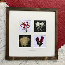 Real Mountain Wildflower Home Decor - Edelweiss, Columbine, Indian Paintbrush, Anemone by Pressed Wishes