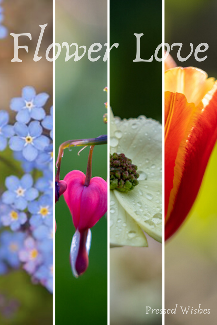 Flower Love: Our Woodland Gardens, Spring Edition