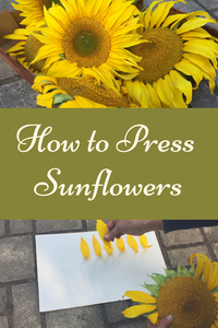 How to Press Sunflowers - A Step by Step Guide