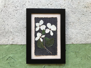 Real Pressed Dogwood Flower - BC Provincial Flower - Available in Black or Walnut Frame