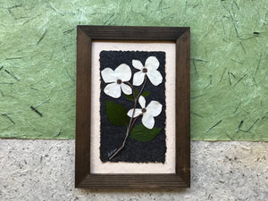 BC Provincial Flower - Dogwood Flower. Pressed Wishes has create a one of a kind, real pressed dogwood framed picture to enjoy in your home. SHIPS WORLDWIDE