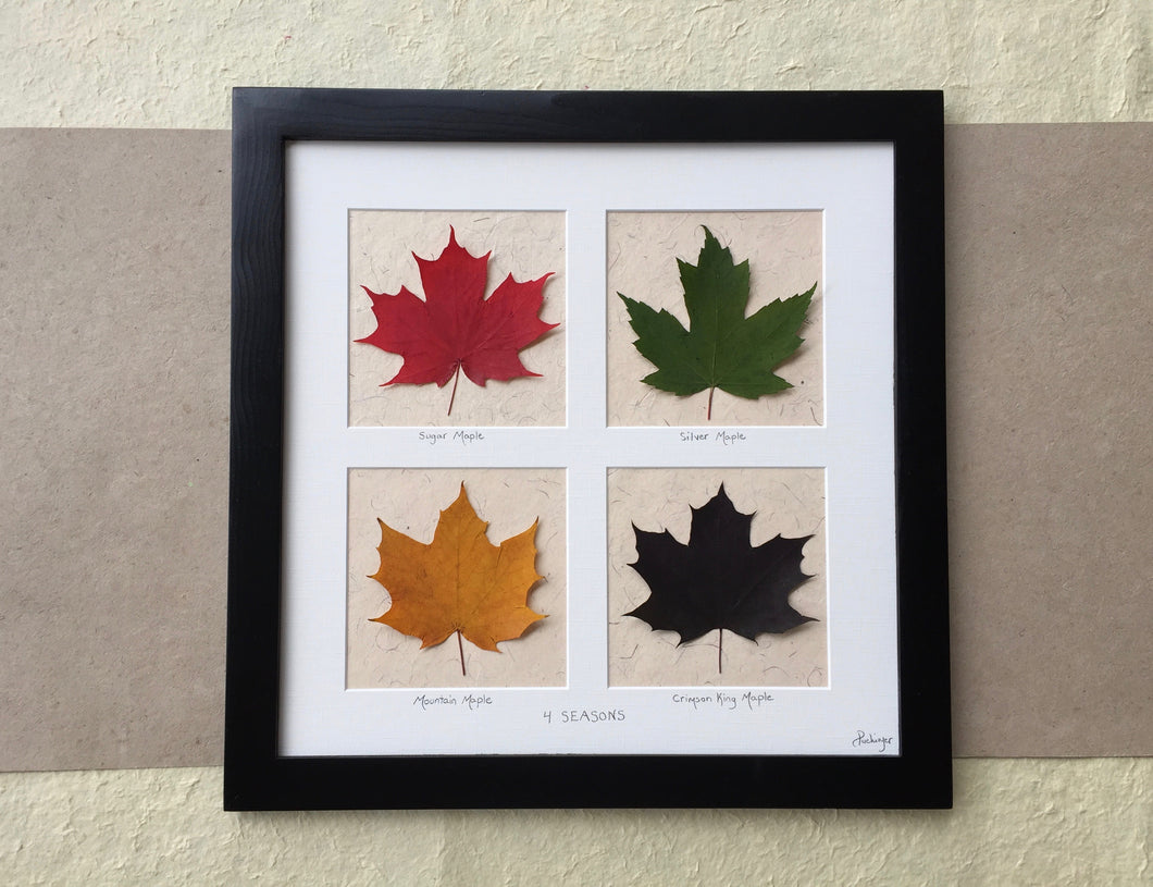 Pressed maple leaf picture art_4 seasons