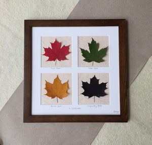 pressed botanical art framed_Maple leaf