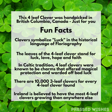 4 Leaf Clovers symbolize Luck in floriography. They also have many other related fun facts. 