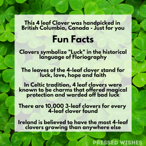 4 Leaf Clovers symbolize Luck in floriography. They also have many other related fun facts. 