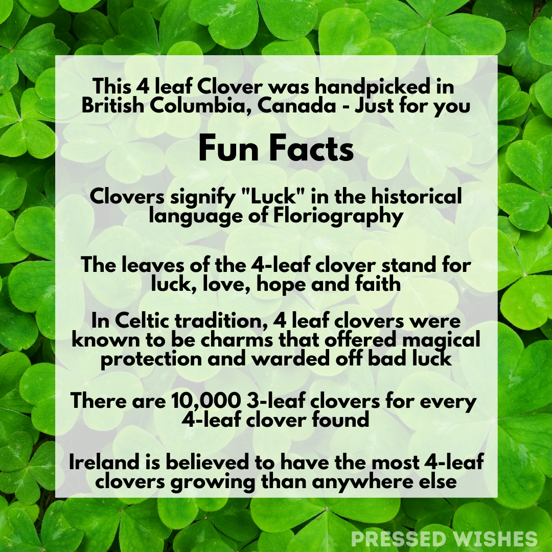 Facts About Four-Leaf Clovers: Why They're Lucky & How They Differ From  Shamrocks