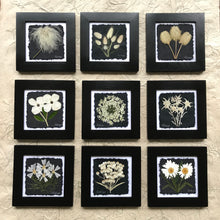 black and white 8x8 9 square. All real pressed flower framed art. musk mallow, daisy, edelweiss, queen annes lace, bunnytails, anemone, old man whiskers