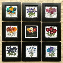 Dried Flower Artwork; colourful pressed flower set of 9 framed artwork; 8x8