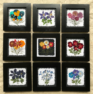 Dried flowers; colorful pressed flower framed artwork. pansy, daisy, delphinium, chrysanthemum, cosmos, clematis, forget me not
