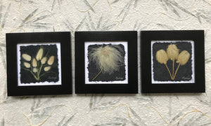 Dried Flower Artwork; Black and white set of 3; bunny tails old man whiskers, anemone. 8x8