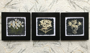 Dried flowers; mountain wild flower set of 3; bunnytails, old mans whiskers, anemone