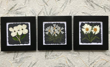 dried flowers; black and white set of 3 8x8; shasta daisy, musk mallow, dogwood