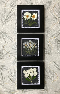 Dried Flowers; black and white set of 3 8x8; shasta daisy, musk mallow, dogwood