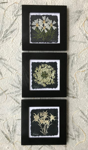 Black and white collection; set of 3 wildflowers pressed and framed
