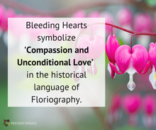 Floriography is the language of flowers. In Floriography, Bleeding Hearts symbolize 'compassion and unconditional love'.
