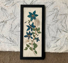 A pressed clematis stock and blue clematis flowers are arranged on white handmade paper and framed with a black handmade frame. The pressed botanical picture is 10x22 inches and is a handmade item by floral artist, Pressed Wishes