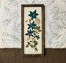 A pressed clematis stock and blue clematis flowers are arranged on white handmade paper and framed with a walnut finished handmade frame. The pressed botanical picture is 10x22 inches and is a handmade item by floral artist, Pressed Wishes