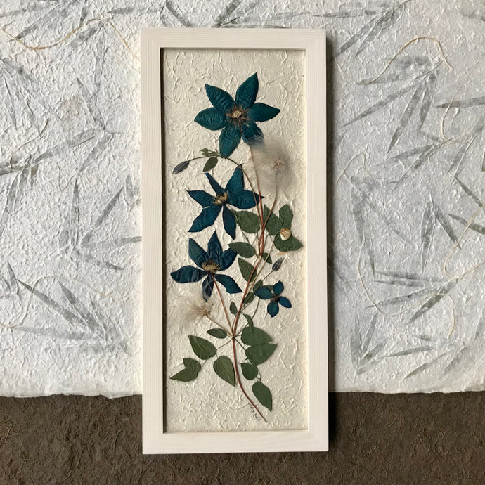 A pressed clematis stock and blue clematis flowers are arranged on white handmade paper and framed with a white handmade frame. The pressed botanical picture is 10x22 inches and is a handmade item by floral artist, Pressed Wishes