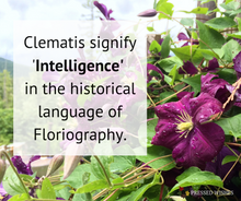 Clematis signify intelligence in the historical language of floriography. This image displays this text on top of fresh clematis plants in the background.