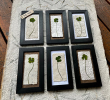 Real Four Leaf Clovers are pressed and placed on top of layers of handmade papers and framed with a solid wood frame. There are 6 different handmade pictures available. Botanical Artwork by Pressed Wishes.