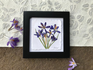 A bouquet of purple crocuses is framed with a black wooden frame. The botanical picture lays on handmade paper with real crocuses beside it. The artwork is by botanical artist, Pressed Wishes of BC, Canada. 