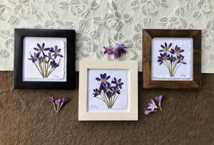 Three pictures lay on handmade papers. Inside the framed pictures are bouquets of pressed purple crocuses. They are handcrafted by botanical artist, Pressed Wishes, of BC Canada. 