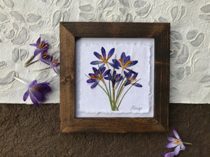 Real pressed purple crocuses are framed with a solid wood brown frame. The handmade picture lays on paper with real crocuses around it. This botanical picture is handmade by botanical artist, Pressed Wishes of BC, Canada. 