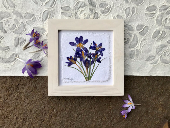 A real pressed purple crocus flower bouquet is set on white handmade paper and framed with a white handmade frame. The pressed botanical picture lays on layers of handmade paper with real crocuses laying beside it. The herbarium artwork is by floral artist, Pressed Wishes of Canada. 