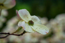 Dogwood Flower Bloom from Pressed Wishes