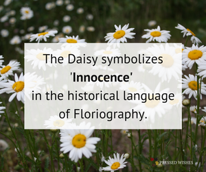 In Floriography, the language of flowers, Daisies symbolize Innocence. This graphic displays this text over a field of daisies. 
