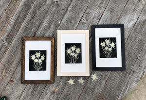 Real pressed Edelweiss framed picture by Pressed Wishes. Pressed white Edelweiss flowers are arranged on handmade paper and framed with a handmade frame made of Canadian milled wood - Available with a walnut stain, white stain or black stain.