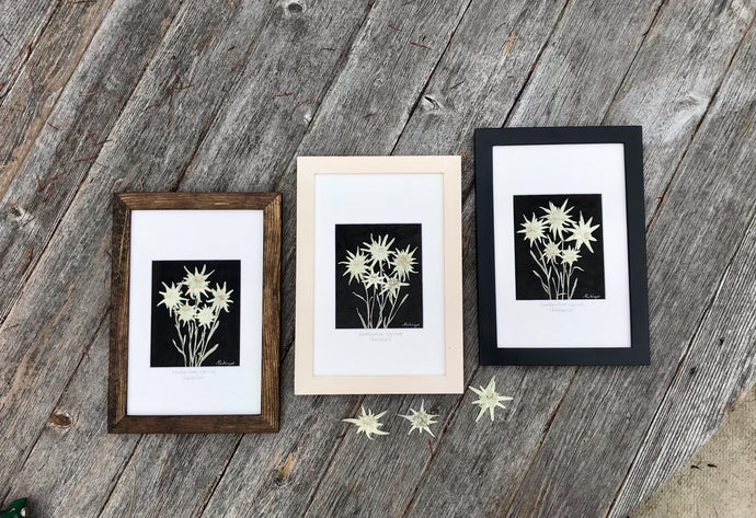 Real pressed Edelweiss framed picture by Pressed Wishes. Pressed white Edelweiss flowers are arranged on handmade paper and framed with a handmade frame made of Canadian milled wood - Available with a walnut stain, white stain or black stain.
