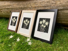 Real pressed white Edelweiss flowers are arranged on handmade papers and framed with a solid wood frame, made of Canadian milled wood. Artwork by Pressed Wishes. 