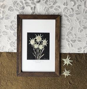 Real Edelweiss flowers are pressed and artfully arranged on handmade paper and framed with a crisp white matte and a solid wood frame, finished with a walnut stain. Handmade in Canada by Pressed Wishes.