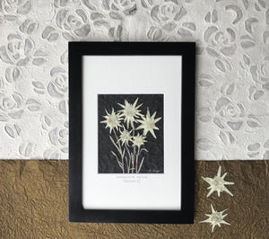 Real Pressed Edelweiss picture by Pressed Wishes. Real white Edelweiss flowers are arranged on handmade paper and framed with a crisp white matte and a black handmade frame. 