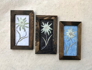  Group of Real Pressed Edelweiss Framed Picture by Pressed Wishes, Canadian Artist