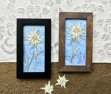 Real Pressed Edelweiss Botanical Picture on Blue Handmade Paper