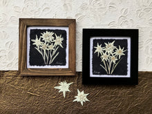 Real pressed Edelweiss framed around by Pressed wishes