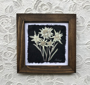 Real pressed white edelweiss flower on black silk handmade paper and in handmade walnut frame handmade by Pressed Wishes