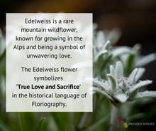 Edelweiss is a rare mountain wildflower, known for growing in the Alps and being a symbol of unwavering love. The edelweiss flower symbolizes true love and sacrifice in the language of flowers, Floriography. 