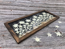 Real pressed Edelweiss Panoramic Picture by Pressed Wishes. White Edelweiss flowers on black hanmdade paper are framed with a solid wood handcrafted frame with a walnut stain finish. 