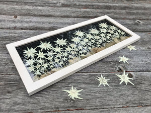Real pressed Edelweiss Framed Artwork by Pressed Wishes. White Edelweiss Flowers are artfully laid on black handmade paper and framed with a solid wood handcrafted frame with a white linen stain. 