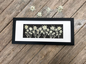 A bunch of white edelweiss flowers are pressed and laid on black handmade paper. They are framed with a crisp white matte and a black frame. This botanical art is made by Canadian flower artist, Pressed Wishes of Mabel Lake, Canada. 