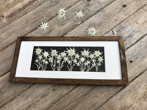 A bunch of white edelweiss flowers are pressed and laid on black handmade paper. They are framed with a crisp white matte and a walnut stained frame. This botanical art is made by Canadian flower artist, Pressed Wishes of Mabel Lake, Canada.