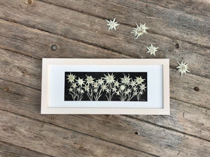 A bunch of white edelweiss flowers are pressed and laid on black handmade paper. They are framed with a crisp white matte and a white linen stained frame. This botanical art is made by Canadian flower artist, Pressed Wishes of Mabel Lake, Canada.